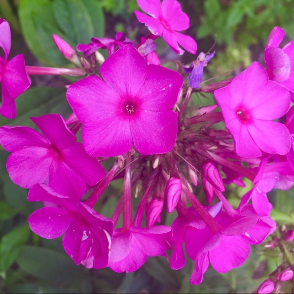 Profile Picture of Lucy Allen (@miniluwho) on Poshmark