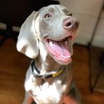 Profile Picture of STAN DE WILLE (@stan_weimaraner) on Instagram