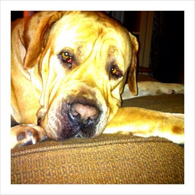 Profile Picture of Tracey Roux (@TraceyBoda) on Twitter