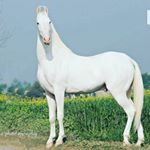 Profile Picture of 🐎ਘੋੜੀਅਾਂ ਵਾਲੇ ਚੋਬਰ🏌️ (@pbghodiyawaale) on Instagram