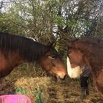 Profile Picture of Paula Grant Sweeney (@paula_g_sweeney) on Instagram