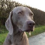 Profile Picture of Stephen Rowland (@maxworthy_weims) on Instagram