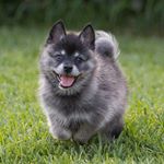 Profile Picture of Brixton the Klee Kai (@brilliantbrixton) on Instagram