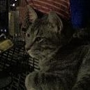 Profile Picture of Marshall Cat (@marshallcalico) on Myspace