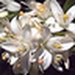 Profile Picture of Sonia Martínez De Leyva Ramirez (@praxis nature) on Flickr