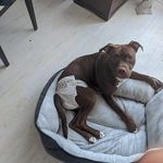 Profile Picture of Chris Gagnon (@gagnon.chris) on Instagram