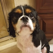 Profile Picture of Chad Kim (@CHANSUKKIM) on Youtube