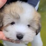 Profile Picture of tommy (@coton_tommy) on Instagram