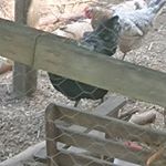 Profile Picture of daniel (@daniel.wiborg08) on Instagram