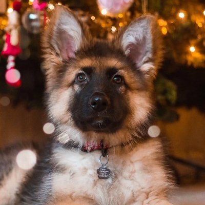 Profile Picture of German Shepherd Dog Community (@Nancy38692335) on Twitter