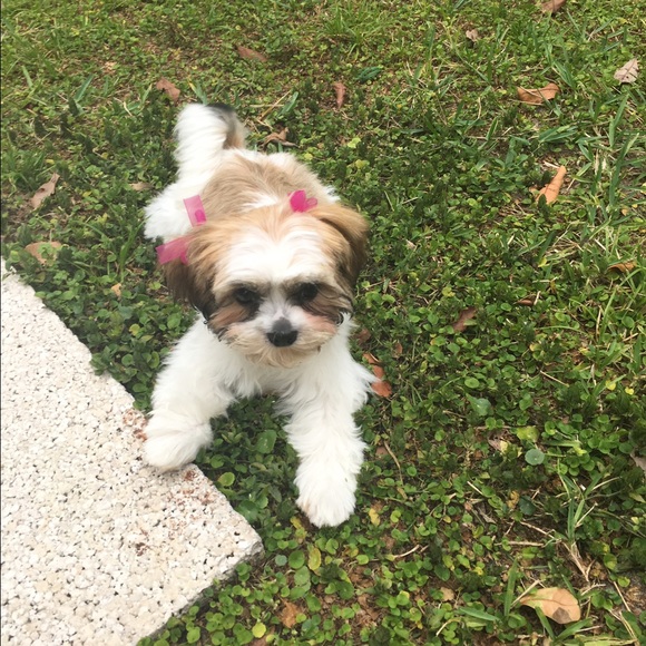 Profile Picture of Daisy Ramtahal (@ella52710) on Poshmark