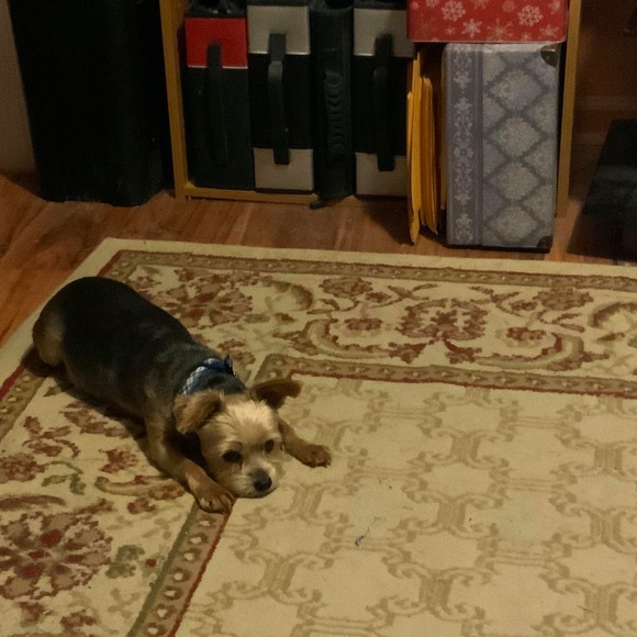 Profile Picture of Dot Hochstrasser (@spottyd10) on Poshmark