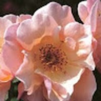 Kim Wallis - Quora Profile Picture of Kim Wallis (@kim-wallis-30) on Quora