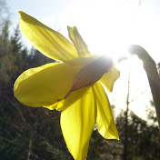 Profile Picture of Alvin Moe (@naturephotographyworkshop7696) on Youtube