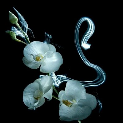 Profile Picture of Lardinois Michael (@lardinoismichae) on Twitter