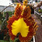 Profile Picture of Stella Baldwin (@sbaldwin2012) on Instagram