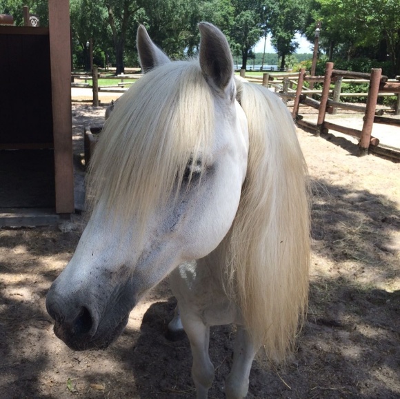 Profile Picture of Lesley Cogman (@ilcogo) on Poshmark