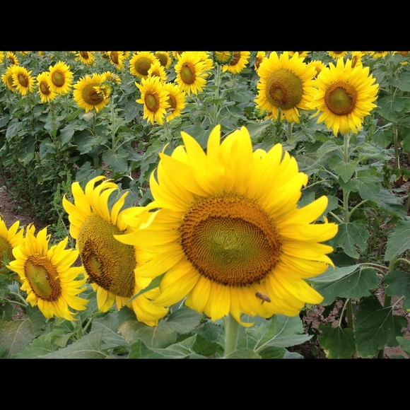 Pat Granchelli - Poshmark Profile Picture of Pat Granchelli (@granchgirl) on Poshmark