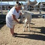 cindy becker - Instagram Profile Picture of cindy becker (@oldbroadie) on Instagram