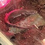 Profile Picture of Robert Colombo (@marvinthemonitor) on Instagram