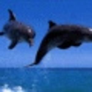 Profile Picture of Tracy Sholty (@tracysholty) on Myspace