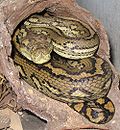 Profile Picture of Morelia spilota - Wikipedia, the free encyclopediaon Wikipedia