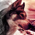Profile Picture of Ryan (@kopper_topper) on Instagram