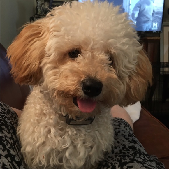 Profile Picture of Allison Linsky (@alinsky1) on Poshmark