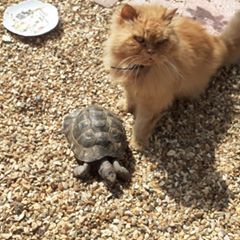 Profile Picture of Janet Brett (@janetbrett) on Tiktok