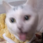 Profile Picture of Everett Kenneth Ross (@pn.veve) on Facebook