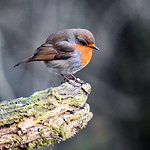 Profile Picture of Rachel Patterson (@rachelpatterson@live.co.uk) on Flickr