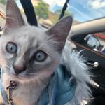 Profile Picture of Iris (@iris.a.lloyd) on Instagram