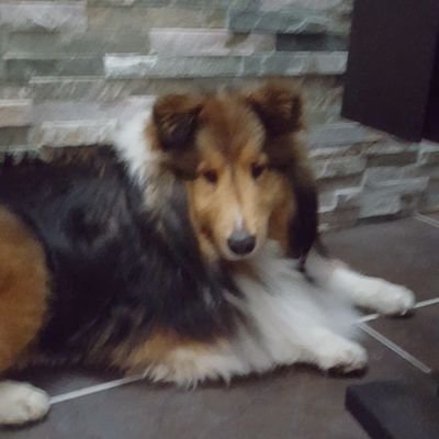 Profile Picture of Tanner Wilcox (@TannerWilcox13) on Twitter