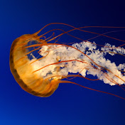 Profile Picture of Jacob Resendez (@jacobresendez4830) on Youtube