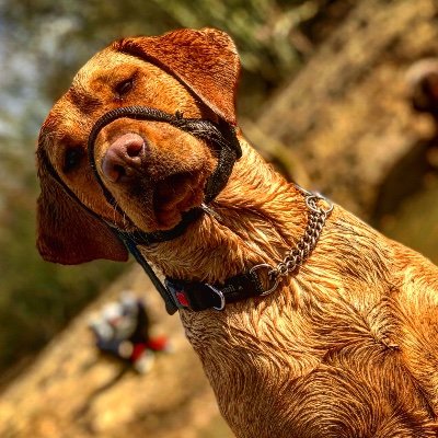 Profile Picture of Zach Davison (@ZacharyDavison4) on Twitter