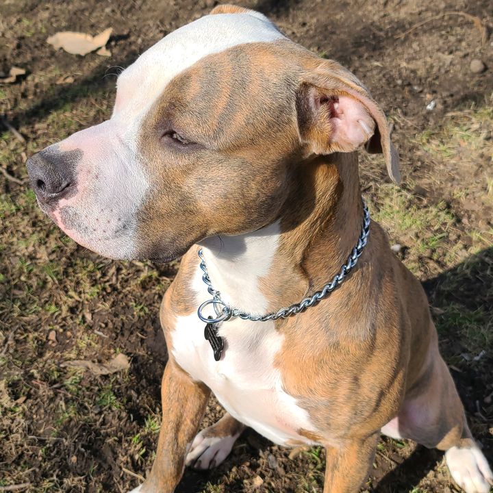 Profile Picture of Chris Silver (@chrissilver3) on Tiktok