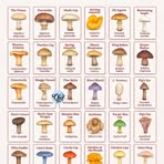 Profile Picture of Joshua Chalker (@Joshua-Chalker) on Facebook