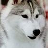 Profile Picture of Tim Dorn452 (@@user2351512669892) on Tiktok