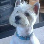 Profile Picture of Tracy Cummins Hyland (@cumminshyland) on Instagram