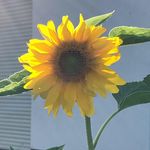 Profile Picture of Anne Ludwig (@anne.ludwig.940) on Instagram