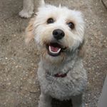 Profile Picture of Squiggle Stapleton-Everett (@adventuresofsquiggs) on Instagram