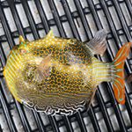 Profile Picture of Paul Sciberras (@scib73) on Instagram