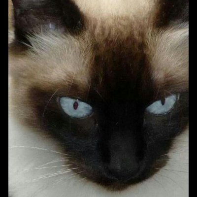 Profile Picture of José De Jesús Paz Dá (@kardiosII) on Twitter