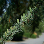 Profile Picture of Lisa Jones (@lisajones447) on Youtube