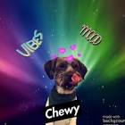 Profile Picture of   Chewy™... (@chewythelovablemutt) on Tiktok
