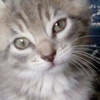 Profile Picture of Trace Riddle (@@tracethelazysinger) on Tiktok