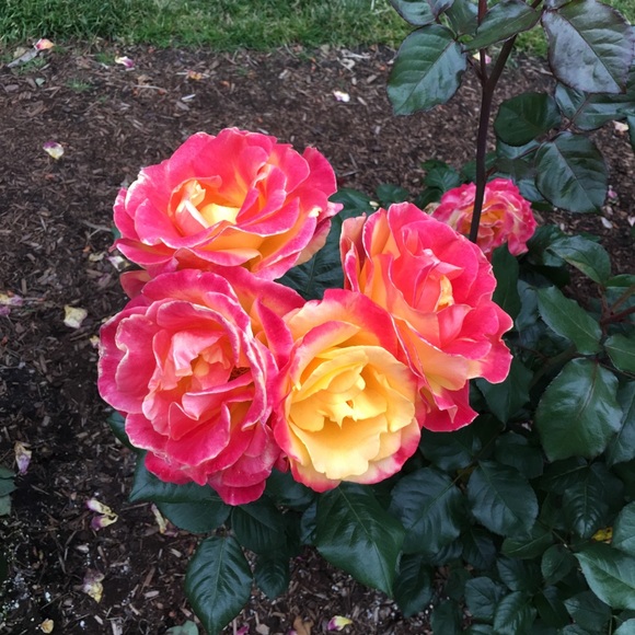 Profile Picture of Bridgette Sharpe (@bridgettesharpe) on Poshmark