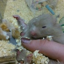 Profile Picture of Darius McCain (@DariusToTheMax) on Twitter