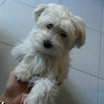 Profile Picture of davide mazzoli (@davide.mazzoli) on Instagram