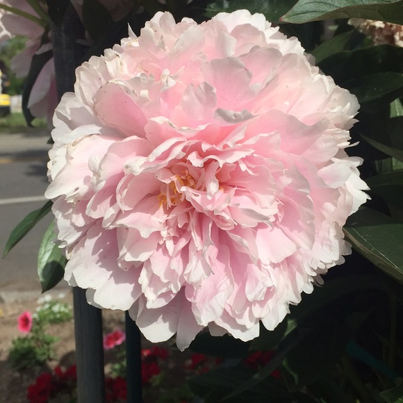 Profile Picture of Kay Gratias (@beeboppity23) on Poshmark